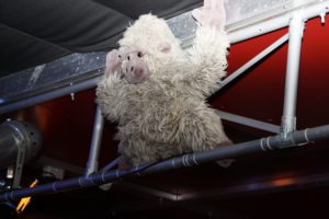 sommer 2015 maskottchen